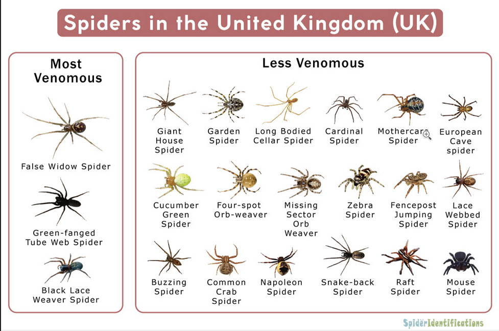 UK Spider Chart | learn1